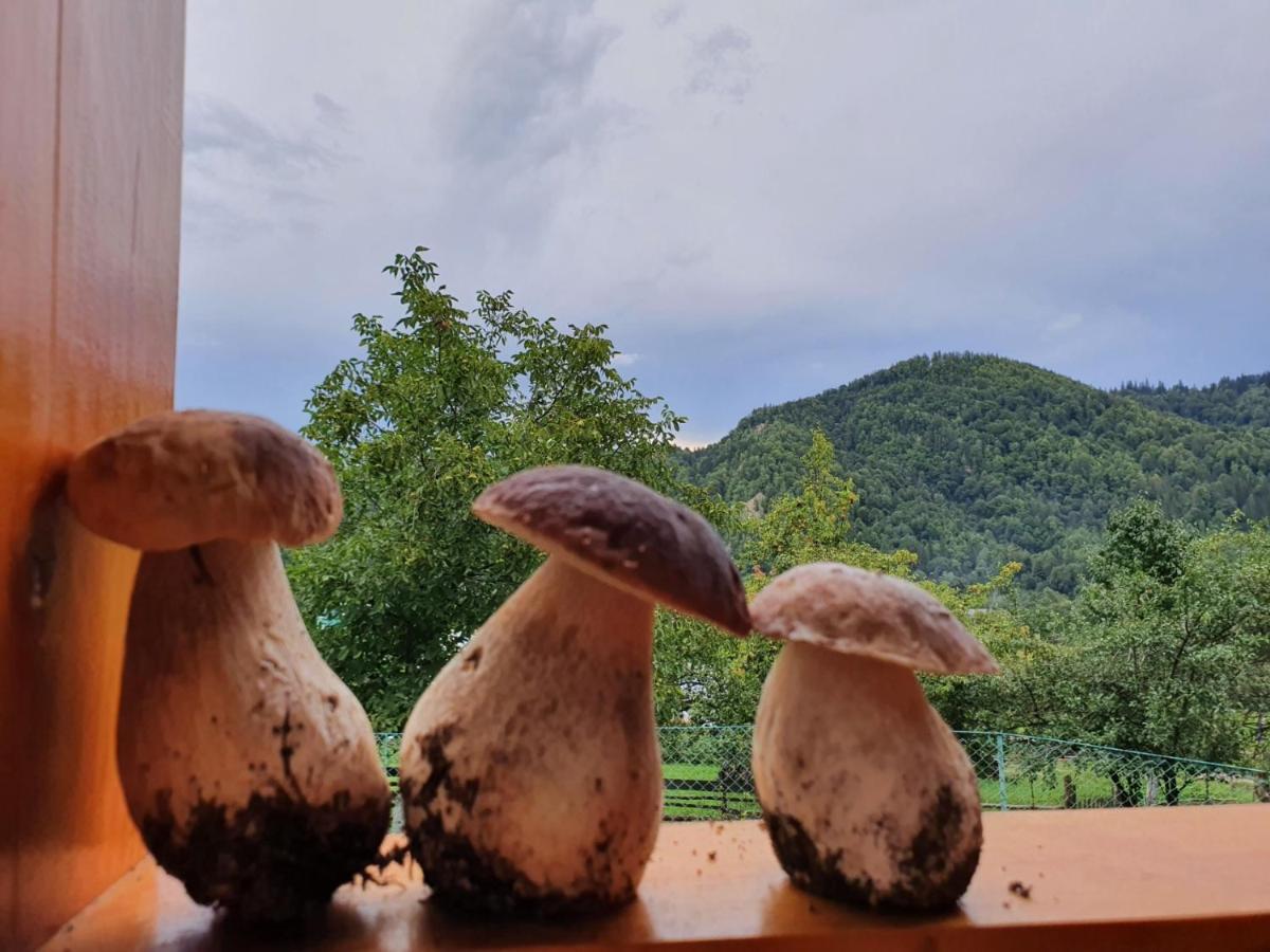 Садиба Кичера Petrashi Extérieur photo
